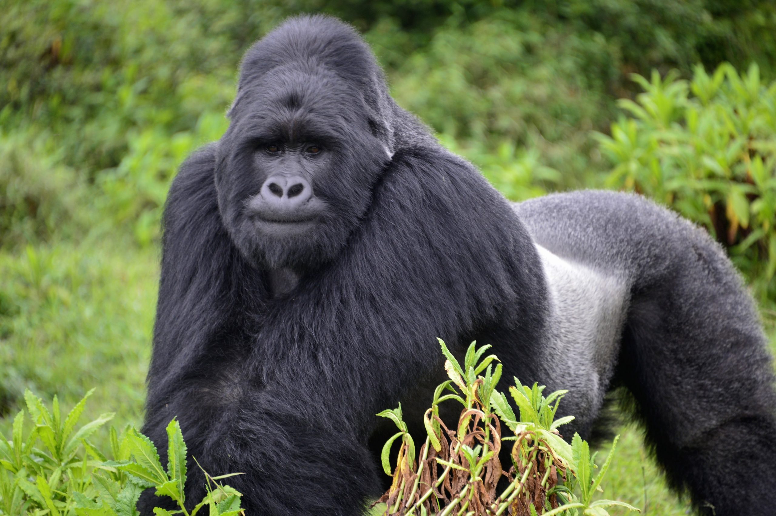 Un gorille des montagnes au milieu de la végétation de Bwindi